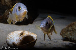 Metriaclima lanisticola 'Mazinzi Reef'